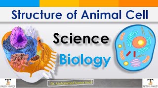 Structure of Animal cell. An interesting and very easy method of learning about organelles of cell