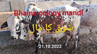 cow mandi rates/ bhains colony cow mandi updates @mandivlogswithejaz4258