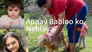 AJ HUMNE APNE SHEEP 🐑 Ko SHOWER DIYA| Piegions aik dusre se larne lag ge#funny#mostviral#Pets#MMR😇😇