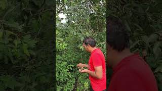 Jamun Berries Picking #running #forest #fitness #tamil #classicmovies