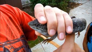 Son Catches Large Alligator Lizard