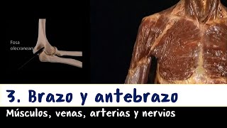 Extremidad superior - 3. Brazo, antebrazo, músculos.