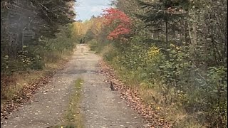 Fall fishing and bird hunting in Maine