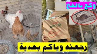 رجعت من جديد وجبتلكم هديه للمحميه 🐓وصدت الجريذي 🐀 وفقست الافراخ 🐣🐤