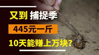 又到“捕捉季”445元一斤！一晚上抓了700只！10天能賺上萬元？