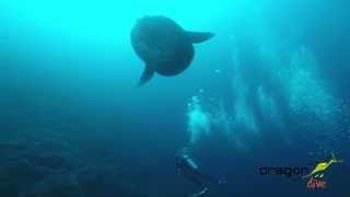 Mola mola , Diving in Cristal Bay and SD.