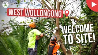 Welcome to Site - West Wollongong - Shanes Trees