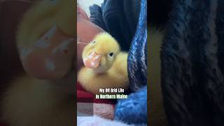 Off grid living in Northern Maine #maine #offgrid #ducks #camper #homestead #spring #chill #duckling