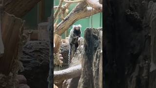 Marmoset hewan mirip monyet #shorts #shortvideo #animals #cute