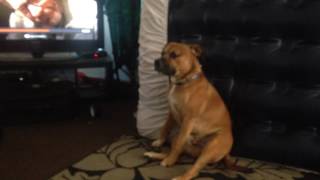 DOG SITS LIKE HUMAN