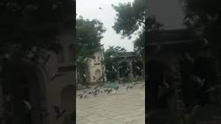 #shorts#youtubeshorts#naturelovers#naturephotography#pigeonlovers