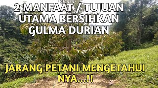 Bersihkan gulma kebun durian❗❗jarang orang tau manfaatnya