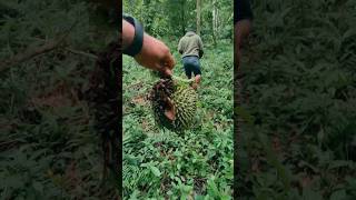 mencari durian di hutan pedalaman part 3