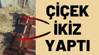 ÇİÇEK İKİZ YAPTI