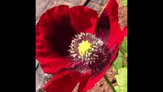 Abundance in The Barn's organic garden