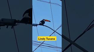 Lindo Tucano #Tucano #passaros #aves