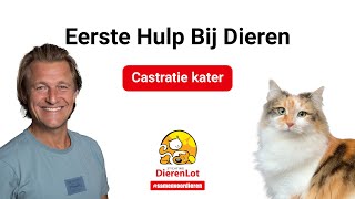 Alles over castratie bij een kater