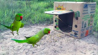 creative ' Making A Easy Bird Trap from Box Amzing | bird trap