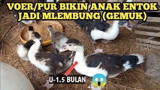 TANPA RAMUAN ANAK ENTOK CEPAT BESAR