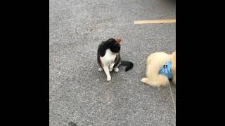 Dog and cat fight