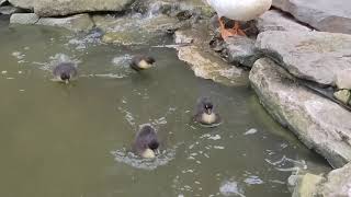 First Day of Swimming For The Babies