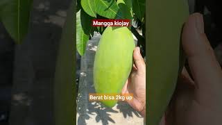 mangga kiojay