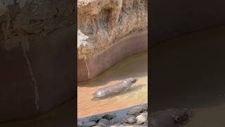 Despite their size, hippos can run up to 19 miles per hour on land.