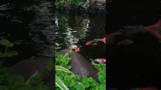 Kolam koi depan Rumah