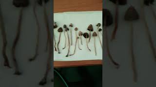 Liberty Caps