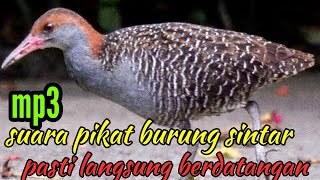 Suara Pikat Burung Sintar Rawa Di Jamin Langsung Berdatangan