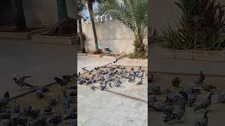 Pigeons at Mehrauli Dargah. #delhi #delhicapitals #delhincr