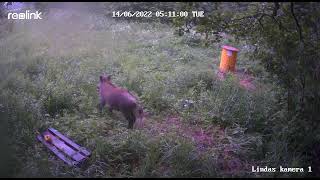 Mežakuilis pie kārumiem/Wildboar Looking for Treats