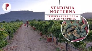 Vendimia nocturna. La importancia de la temperatura de la uva en vendimia