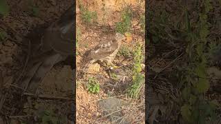 Shikra the hawk eating bird