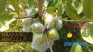 HASIL PANEN JAMBU KRISTAL PERMINGGU