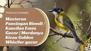 Masteran Pancingan Bimoli / Kancilan Emas Gacor | Merdunya Kicau Golden Whistler gacor