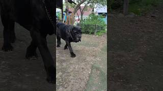 неаполитанский мастиф   Neapolitan Mastiffs#shorts