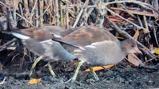 Abenddämmerung _ Teichhuhn im Jugendkleid _ Vogelbeobachtung