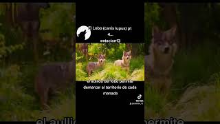 Lobo (Canis Lupus)... Habitat #shorts #short  #Lobo #Wolf #Wolves #animales #curiosidades #viral