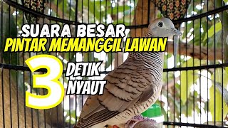 Perkutut Lokal Alam - Suara besar, ampuh memanggil lawan