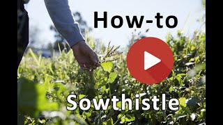 How To ID Sowthistle