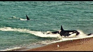 ORCAS ATACAN !!. CHUBUT. Peninsula de Valdes. Patagonia Argentina. SubSur.