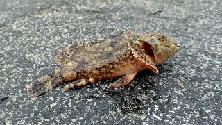 Black scorpion fish