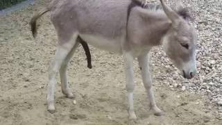 The Berlin Zoological Garden (Berliner Zoo)