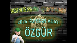 Keremin Çiftliği 2024 Kurbanlık Büyükbaş Özgür