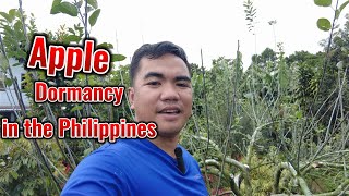 Apple Dormancy in the Philippines