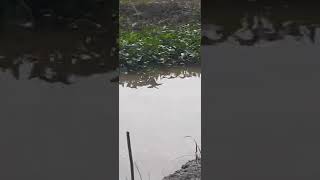 mancing ikan betok/betik/papuyu