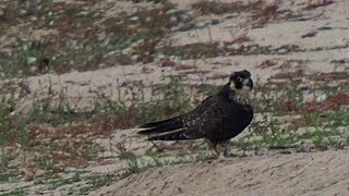 Hat der junge Wanderfalke mit der Jagd Erfolg? Mehrere Attacken auf Kiebitz e _ #Vogelbeobachtung