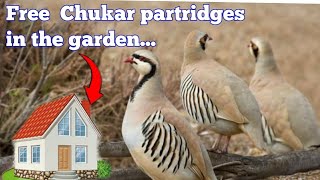 🗣Чор КАБКИ дашти || Four funny Kekliks (Partridge) || Куропатка в саду|| #Shorts