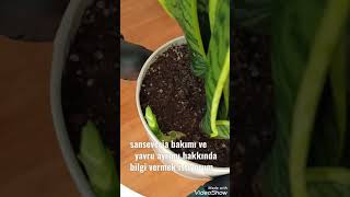 sanseveria (kılıç bitkisi) bakımı ve yavru ayrımı